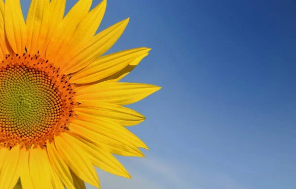 Closeup on a sunflower — Stock Photo, Image