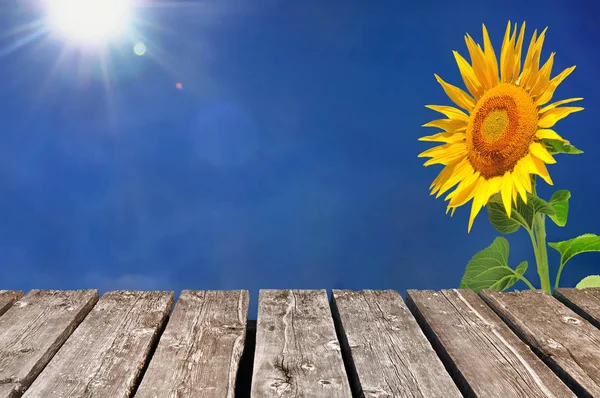 Sunflower under shining sun — Stock Photo, Image