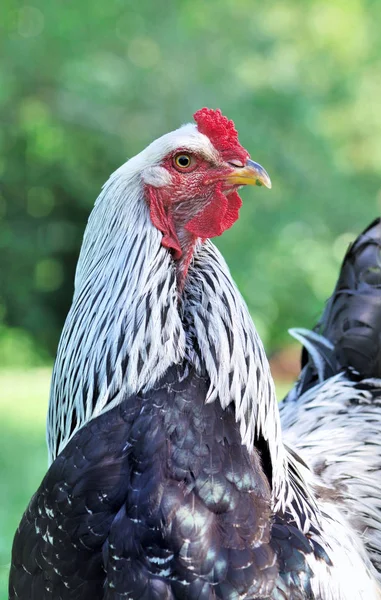 Beautiful rooster black and white — Stock Photo, Image