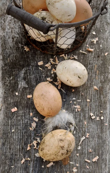 Uova fresche e sporche — Foto Stock