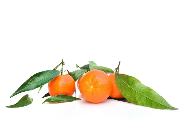 Tangerines με φύλλο — Φωτογραφία Αρχείου