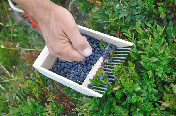 Picking blueberries in bush — Stock Photo, Image