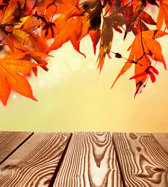 Maple and terrace — Stock Photo, Image