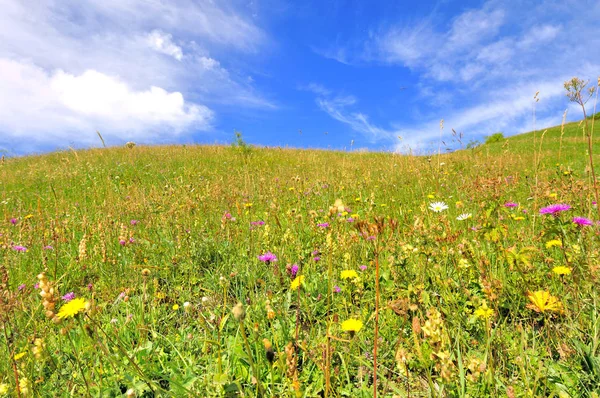 夏の花草原 — ストック写真