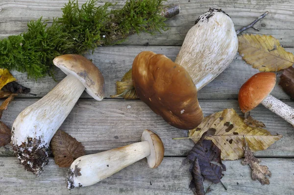 Cep y boletus —  Fotos de Stock