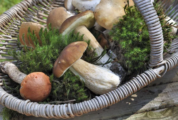 taze ceps ve çörek 