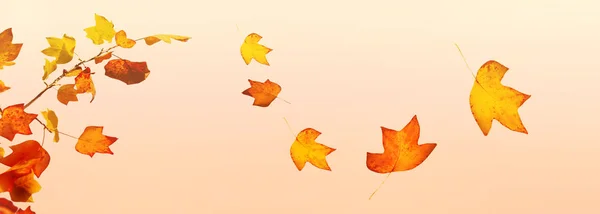 Fall of leaves — Stock Photo, Image