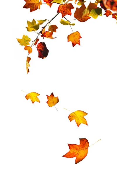 Fall of leaves — Stock Photo, Image