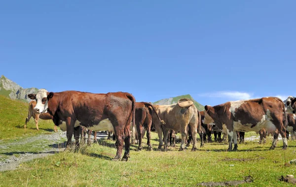 Boskap av kor i berg — Stockfoto