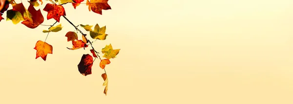 Podzimní listy javoru — Stock fotografie