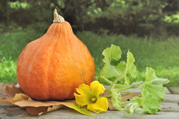Fresh pumpkin in garden — Stock Photo, Image