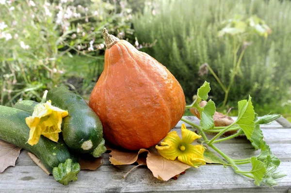 Autumnal vegetables in garden — Stock Photo, Image