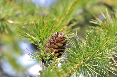 çam kozalağı bir melez (bitki)