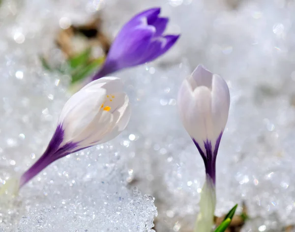 Ładny Krokus w śniegu — Zdjęcie stockowe