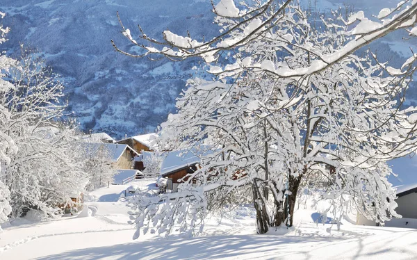 Baum mit Schnee bedeckt — Stockfoto
