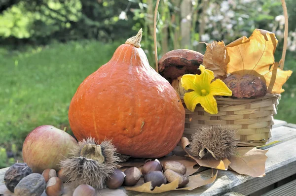 Fruits and vegetable in garden — Stock Photo, Image