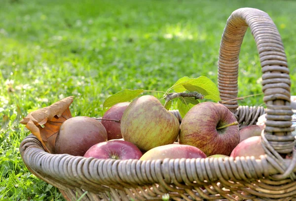 Fresh apples in a basket — Stock Photo, Image