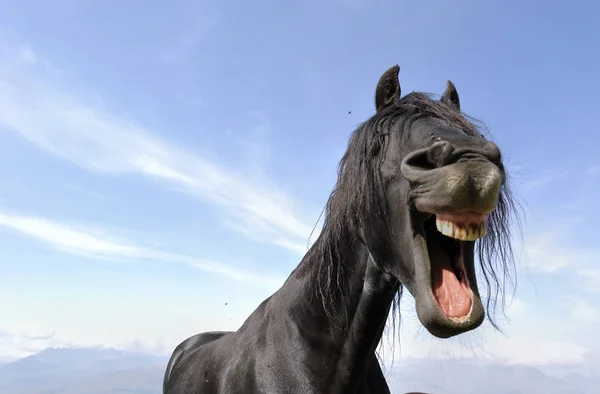 Lustiges Porträt des Pferdes — Stockfoto