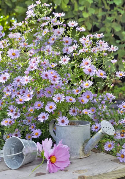 Pink flowers in garden — Stock Photo, Image