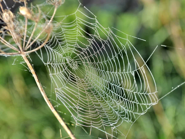 Close-up op spinnenweb — Stockfoto