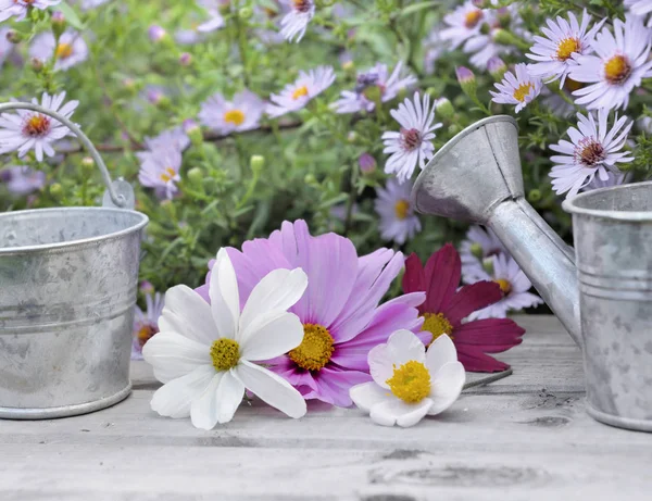 Décoration de jardin avec des fleurs roses — Photo