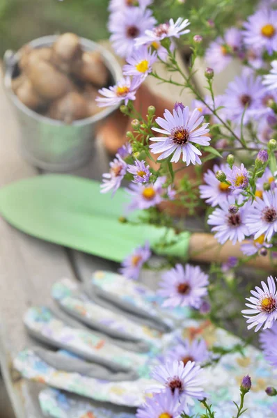 Flowers and gardening — Stock Photo, Image