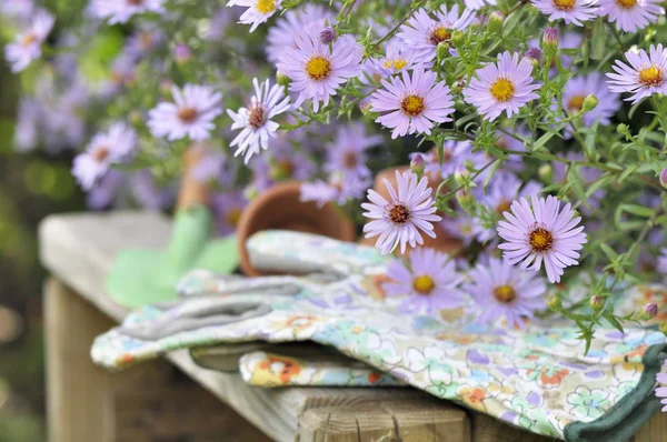 Flowers and gardening gloves — Stock Photo, Image