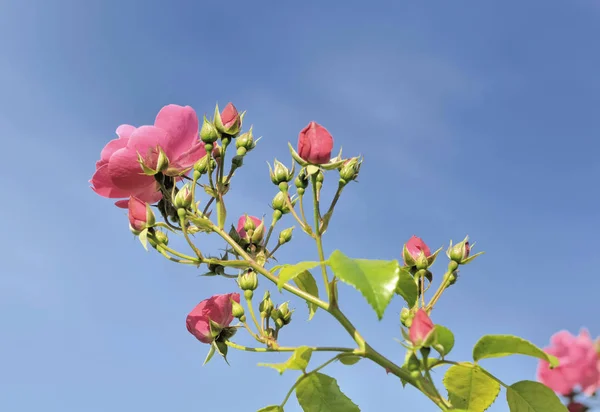 Krásné růžové růže bush — Stock fotografie