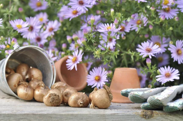 Los bulbos de las flores sobre la mesa — Foto de Stock