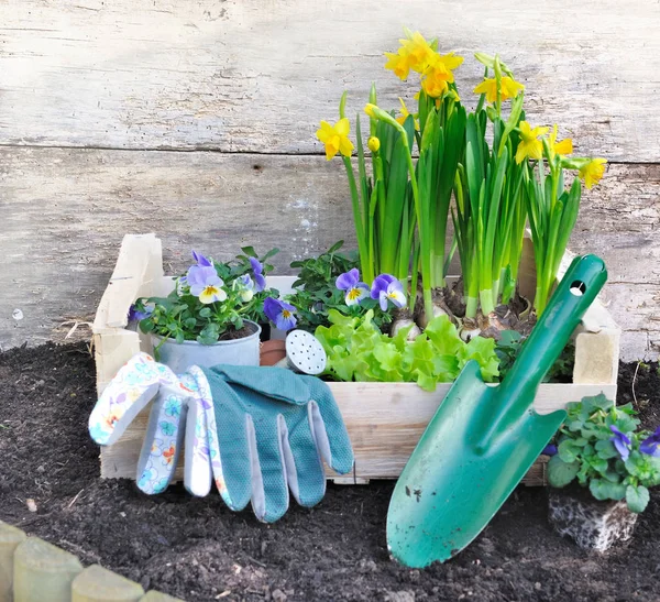 Berkebun di musim semi — Stok Foto