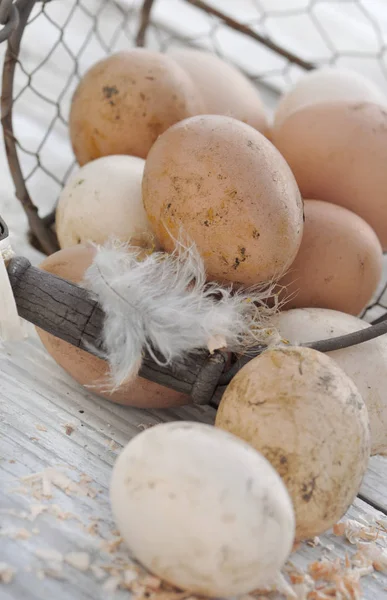 Suciedad huevos frescos en cesta —  Fotos de Stock