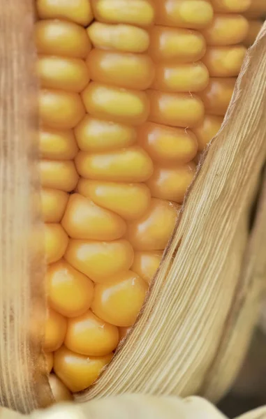 Primer plano sobre el grano — Foto de Stock