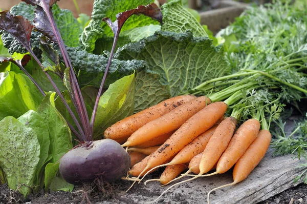 Свежая морковь и свекла в саду — стоковое фото