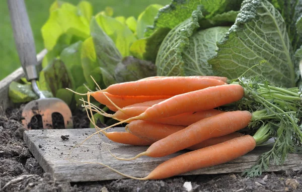 Fresh carrots in garden — Stock Photo, Image