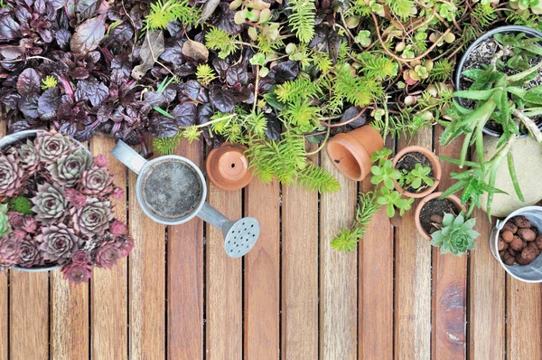 A patio pozsgás növények — Stock Fotó
