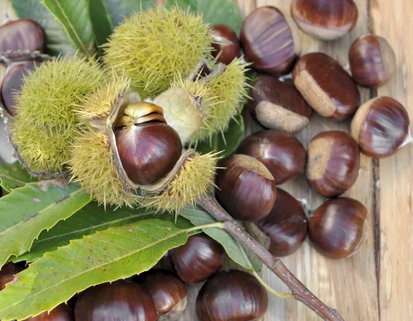 sweet chestnuts on a table