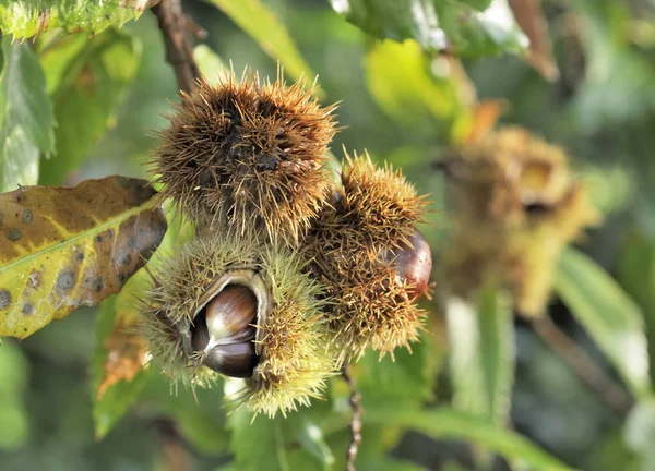 Castanhas na árvore — Fotografia de Stock