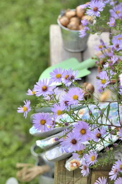Çiçek ve Bahçe ampuller — Stok fotoğraf