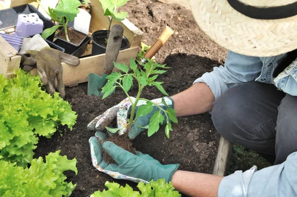 Gardener planting vegetable — Stock Photo, Image