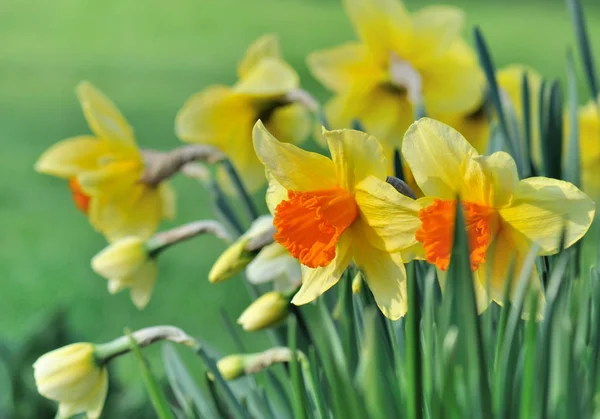 Daffodils no jardim — Fotografia de Stock