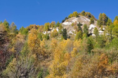 bir tepe sonbaharda ağaçların renkli yeşillik 