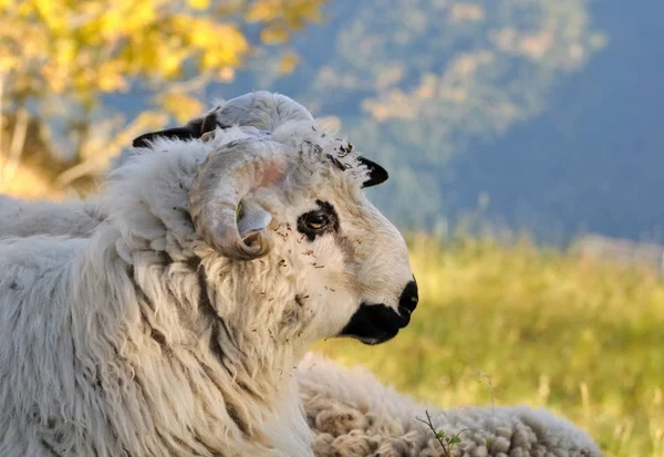 Cara de carnero blanco con cuernos —  Fotos de Stock