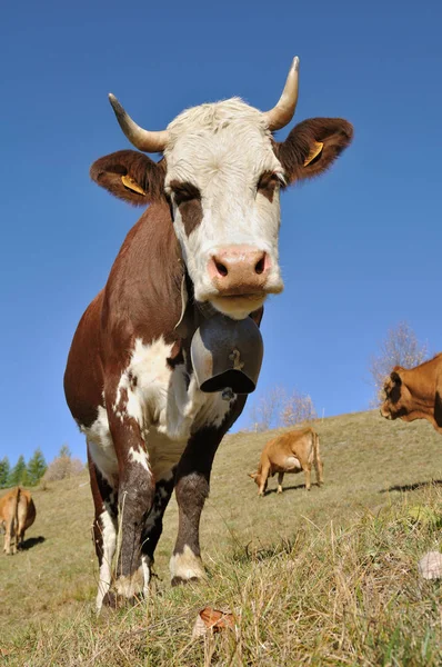 Kráva se zvonkem — Stock fotografie