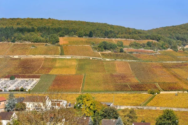 Vingård i Bourgogne sluttningar — Stockfoto
