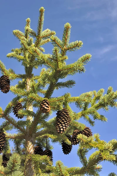 전나무에 pinecones — 스톡 사진