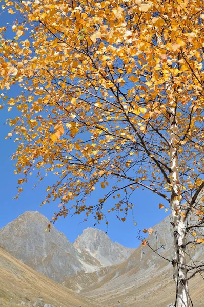 Brzoza w góry z jego liści żółty — Zdjęcie stockowe