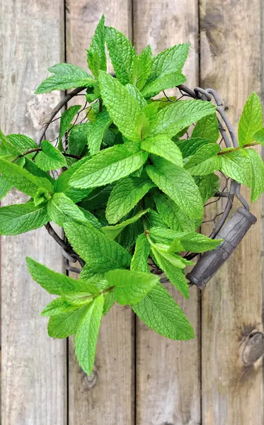 Fresh leaf of mint — Stock Photo, Image