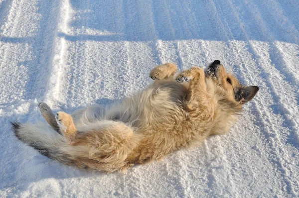 彼の背中に横たわっているかわいい犬 — ストック写真