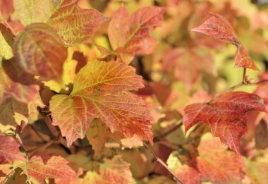  asması kırmızı yapraklar