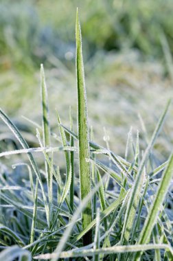 Frost ile kaplı çimen
